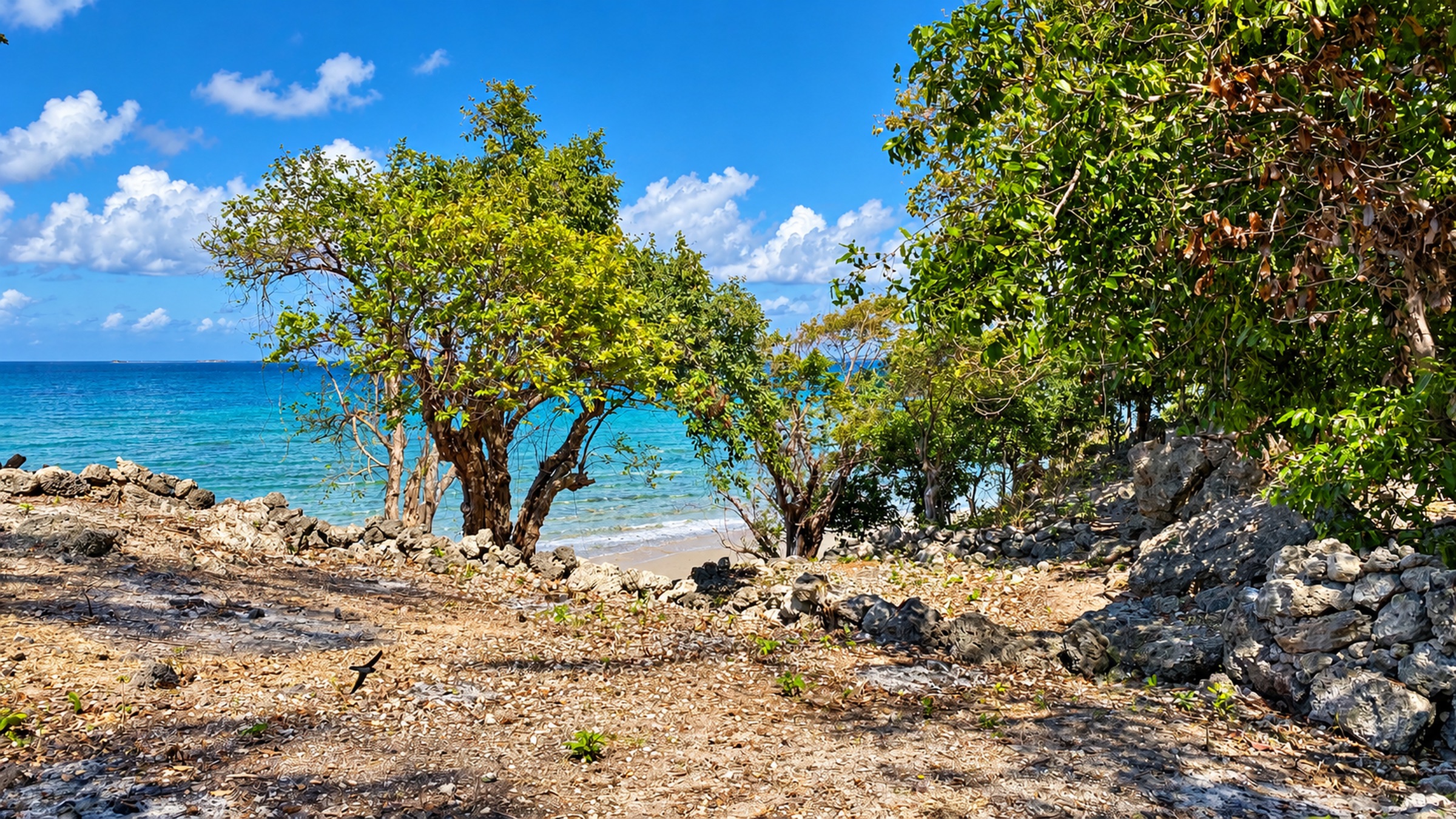 Coastal trees framing the ocean from the land