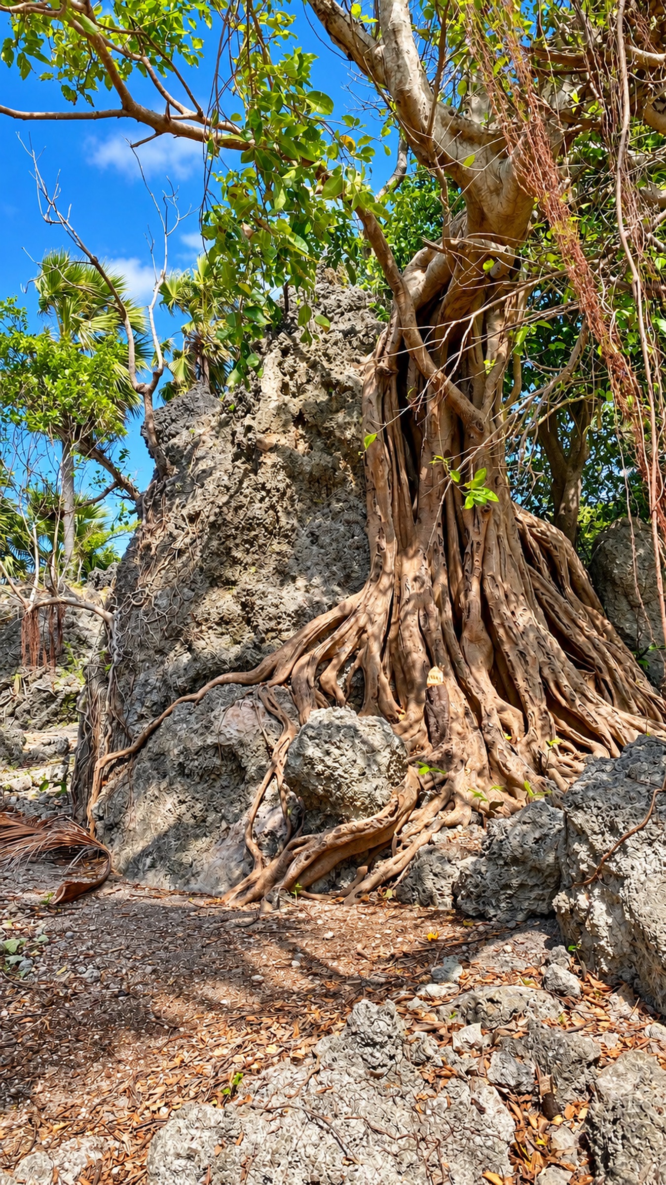 Large mature tree and exposed roots on the land