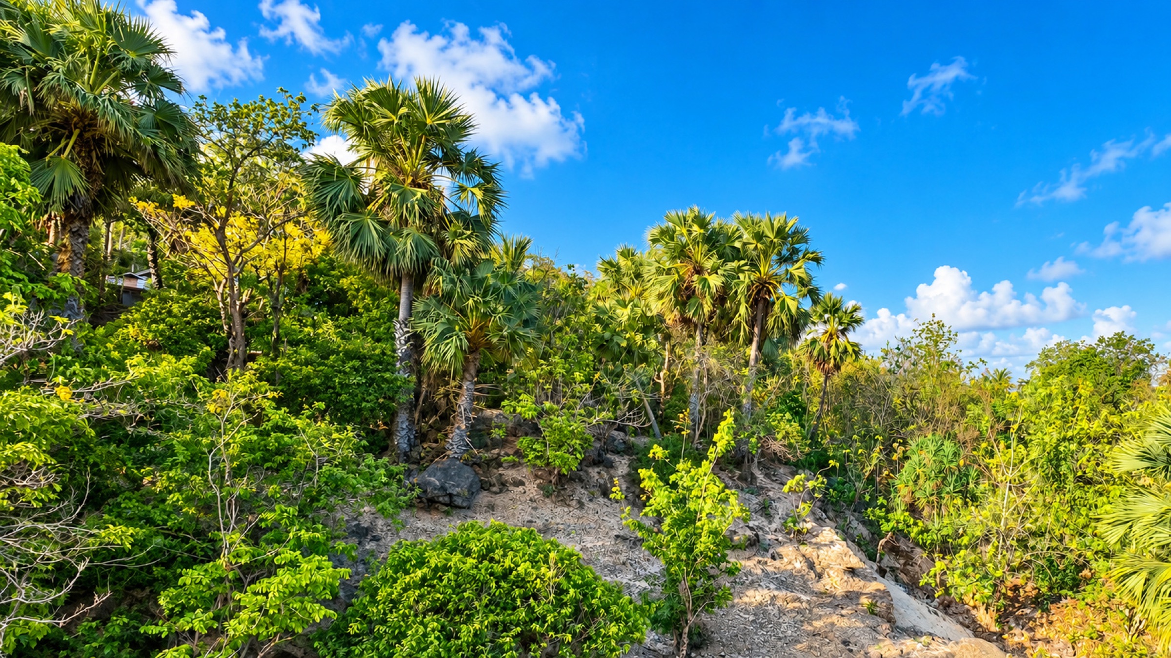 Aerial view of palm-covered ground beside the ocean