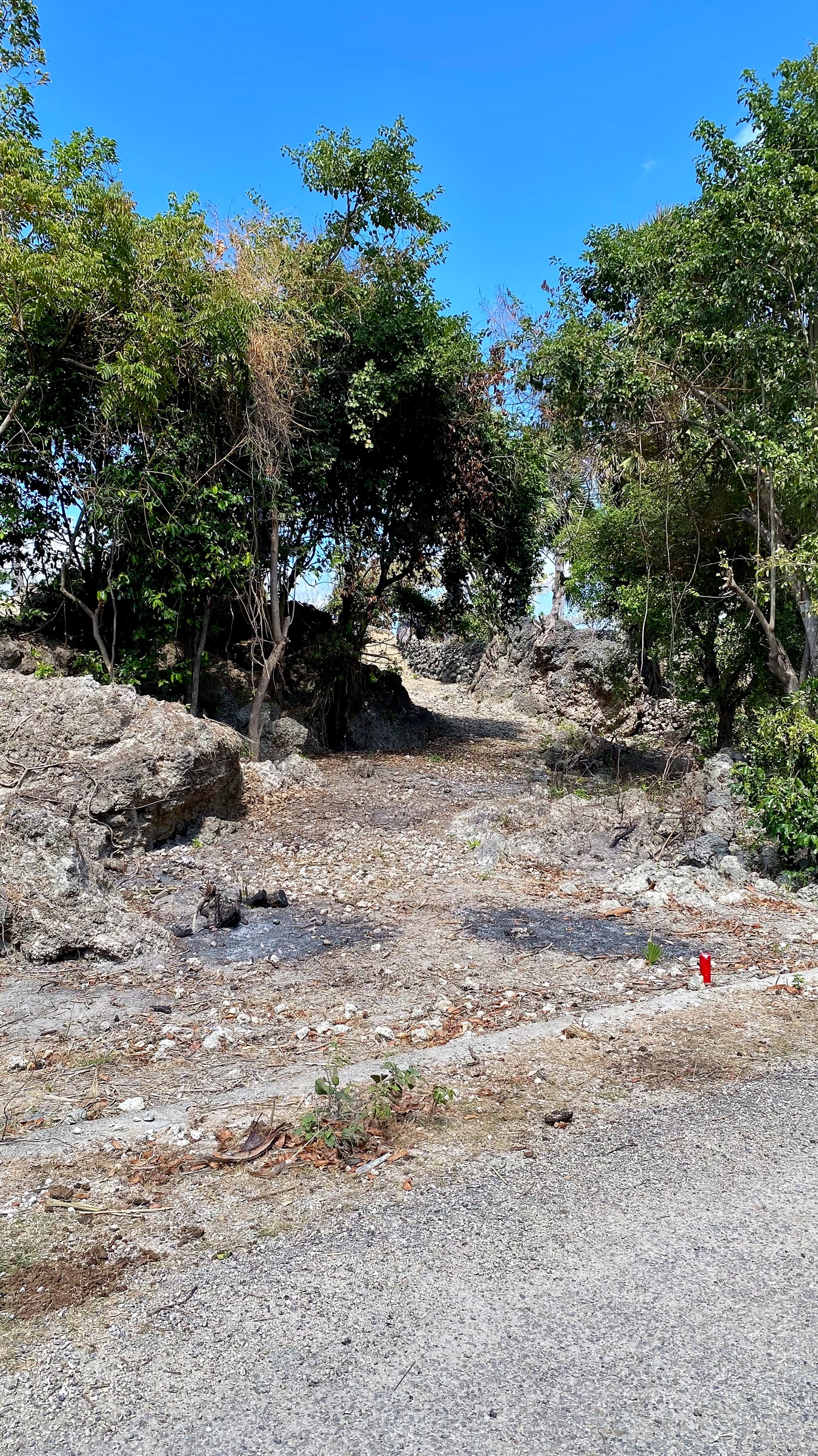 Rocky access path through palms and vegetation