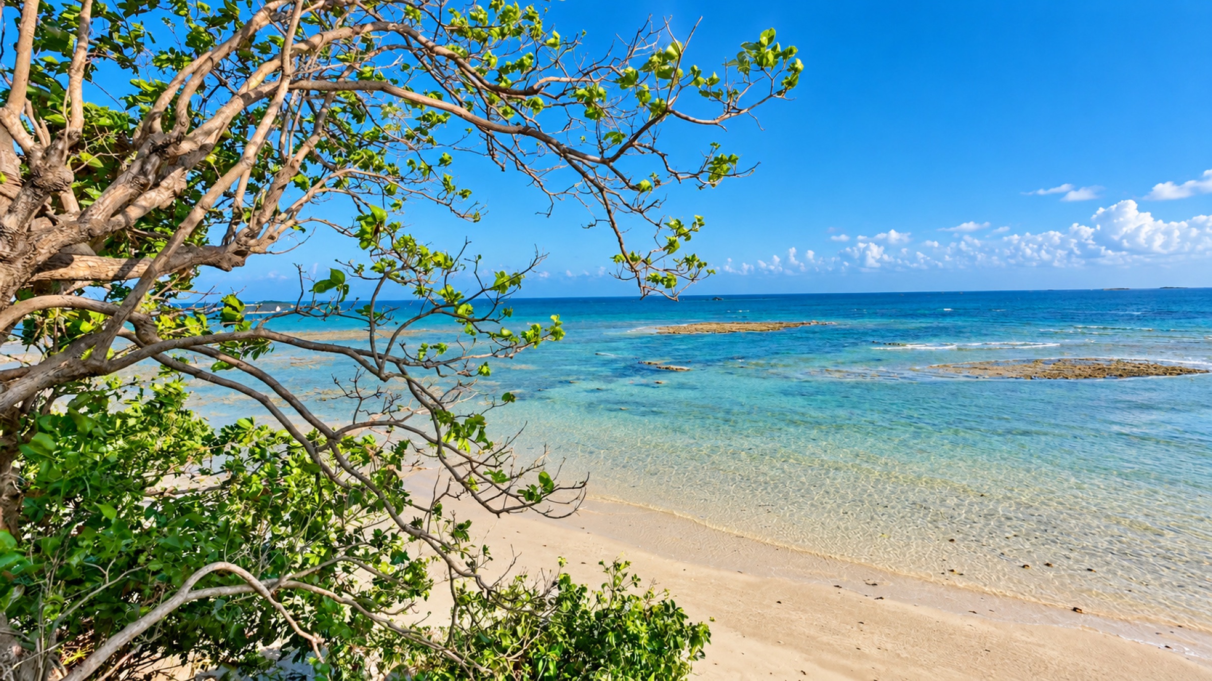 Ocean framed by mature trees on the land