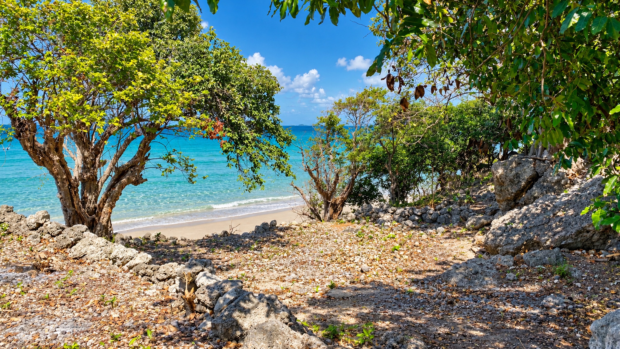 Wooded edge of the property above the beach